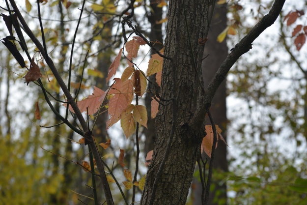 photo of a tree with coloring leaves