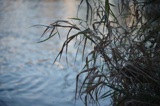 photo of Weeds on the River