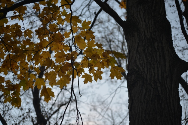 photo of tree with yellow leaves