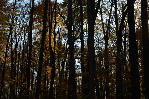photo of woods in the fall