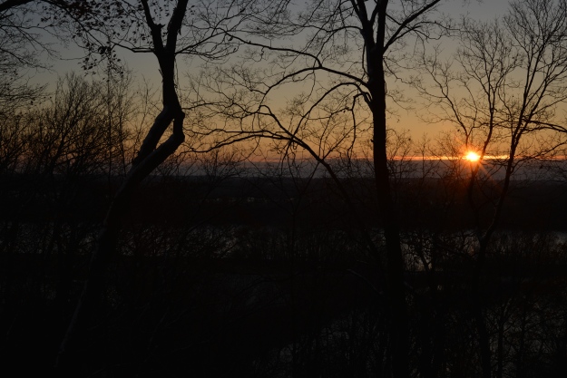 photo of the sun setting in forest
