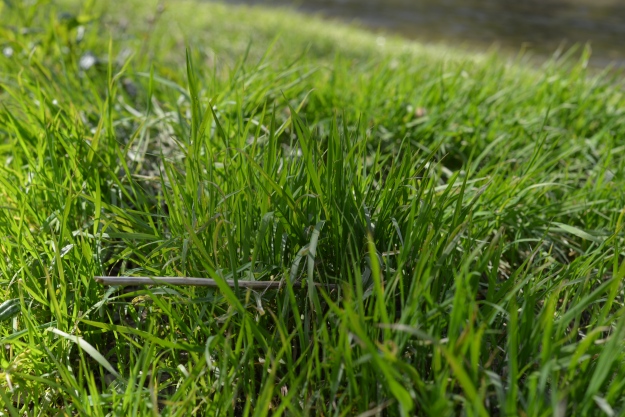 photo of grass by a river