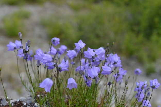 photos of small blooming purple flowers on a cliffside in southeast alaska in june