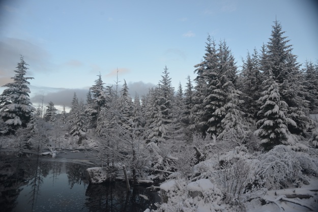 Snowy Trees by a Still Lake
