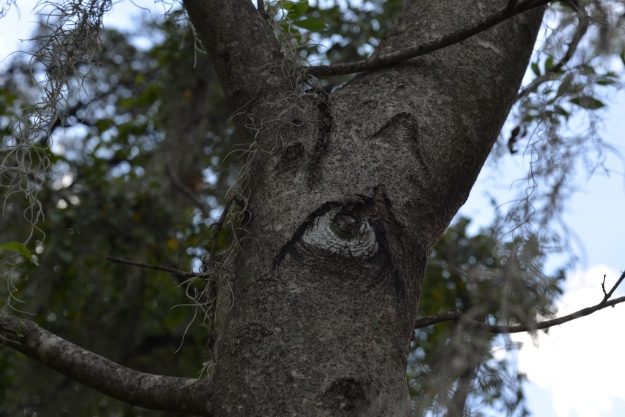 photo of a tree with painted on eyes